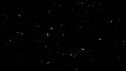 Wall Mural - blurred green embers sparks on black background . texture isolated overlays. concept of particles, s