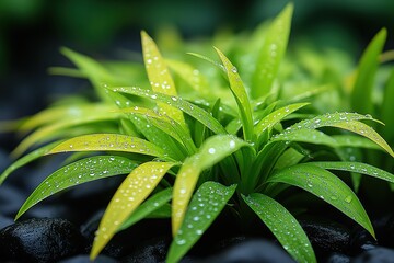 Close-up of vibrant green leaves glistening with water droplets.