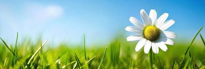 Fototapete - Bright daisy blooming in a vibrant green field under clear blue sky on a sunny day. Generative AI