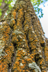 Wall Mural - A tree trunk covered in moss and lichen