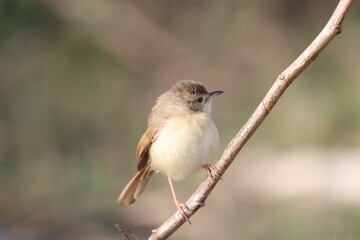 Birds on the tree