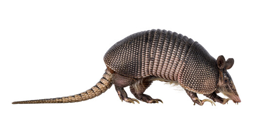 Poster - Nine banded Armadillo aka Dasypus novemcinctus, moving side ways high on paws. Looking side ways. Isolated cutout on a transparent background.