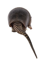 Fototapete - Rear side of nine banded Armadillo aka Dasypus novemcinctus, walking away. Tail hanging down over edge. Isolated cutout on a transparent background.
