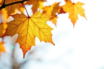 Last Yellow Leaf Autumn Woodland