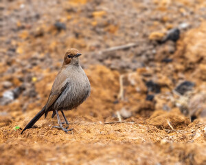 Wall Mural - A Indian Robin