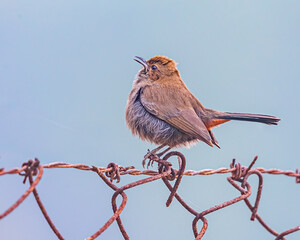 Wall Mural - A Indian Robin