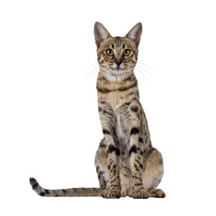 Fototapete - Gorgeous F6 Savannah cat, sitting up facing front. Looking straight to camera. Isolated cutout on a transparent background.