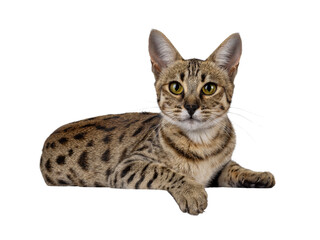 Fototapete - Gorgeous F6 Savannah cat, laying down side ways. Looking straight to camera. Isolated cutout on a transparent background.