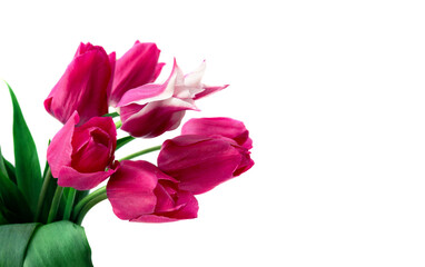 Wall Mural - Pink flowers tulips on a white background with space for text. Spring flowers