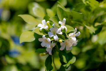 Sticker - Selective focus of white flowers on the tree with green leaves, Murraya paniculata commonly known as orange jasmine is a species of shrub or small tree in the family Rutaceae, Nature floral background