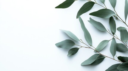 Lush Eucalyptus Branch with Green Leaves Isolated on Pure White Background