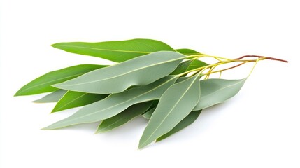 Isolated Eucalyptus Branch with Lush Green Leaves Set Against a Clean White Background