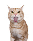 Funny head shot from handsome European Shorthair cat, sitting up facing front. Looking straight to camera and sticking out tongue. Isolated cutout on a transparent background.
