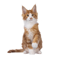 Poster - Handsome red with white Maine Coon cat kitten, sitting up facing front with one paw up saying hi. Looking straight to camera. Isolated cutout on a transparent background.