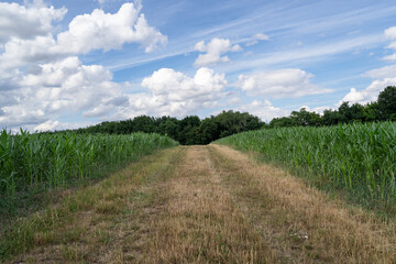 Wall Mural - Cornfield with mowed grass and blue sky