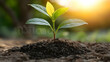 © SemangArt - Sunrise seedling growth nature soil planting