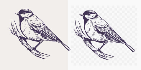 Wall Mural - Great tit sketch, realistic bird, hand drawn, vector illustration, black outline