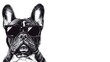 © MetaPixel - Stylized black and white illustration of a French Bulldog wearing sunglasses with ample copy space for text