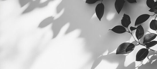 Poster - Black and white leaves casting shadows on a white wall with ample copy space for text or design elements.