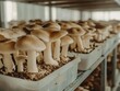 © vefimov - A collection of fresh mushrooms displayed on a shelf in a sterilized storage facility. The mushrooms are neatly arranged and appear ready for consumption or distribution.