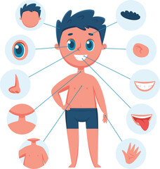 Educational anatomy infographic showing a smiling boy with lines pointing to different body parts, including hair, eye, ear, nose, neck, chest, belly, mouth, teeth, tongue and hand