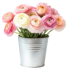 Poster - PNG Ranunculus blooms flowers bucket spring.