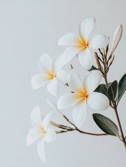 Poster - White flowers with green leaves