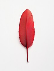 Canvas Print - Red feather on white background