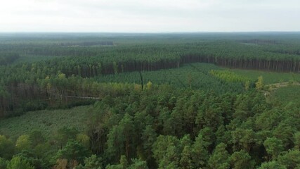 Poster - Aerial view of vast green forest plantation