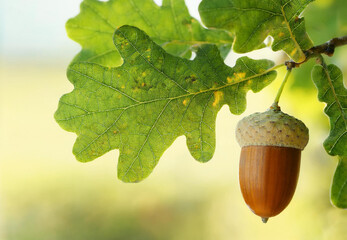 Oak leaf, acorn on oak tree background