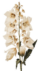 Poster - PNG Foxglove flower plant petal.