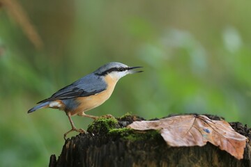 Poster - A beautiful eurasian nuthatch sits on a tree stump Sitta europaea . Portrait of a nuthatch
