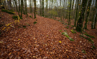 Wall Mural - Brown autumn leaves on the floor of a beech forest.