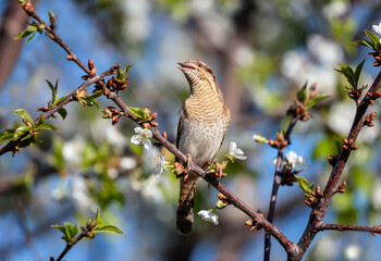 Wall Mural - wryneck bird singing in garden on branch of blooming tree against sky