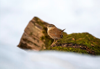 Poster - small wren bird standing on mossy tree stump in park with tail raised