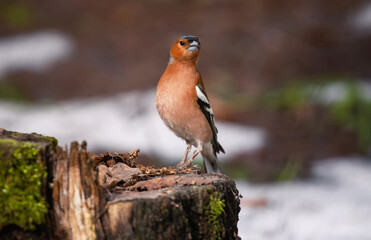 Poster - bird male finch standing on mossy tree stump in spring park