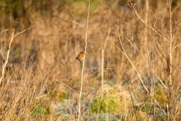 Wall Mural - a stonechat (Saxicola rubicola) perched high on a meadow plant