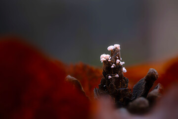 Wall Mural - Amazing creatures of nature. Mushrooms. Natural background.