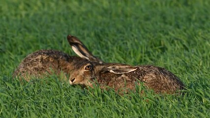 Wall Mural - European hare lepus europaeus in the wild. Two hares are feeding in a meadow. Slow motion. Close up.