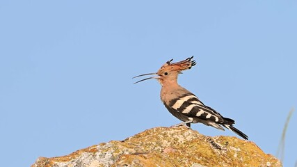 Wall Mural - Eurasian Hoopoe Upupa epops sitting on a rock, shaking feathers, and flying away. Slow motion.