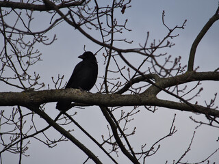 A common raven (corvus corax) perched on the branches of a bare tree in Bonn, Germany in January