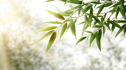 Wall Mural - Fresh Green Bamboo Leaves Against Soft Focus Natural Background