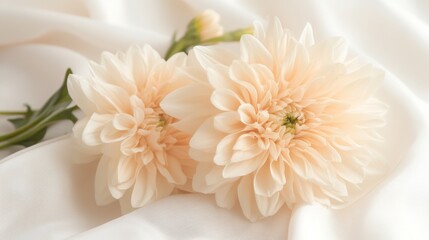 Wall Mural - Two pale peach dahlias on white silk fabric.