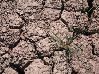 Dried Cracked Earth Mud Flats with Plant Grass Growing Despite All Odds Texture in Heat 