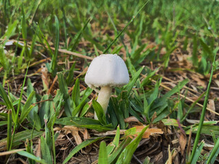 mushroom in the grass