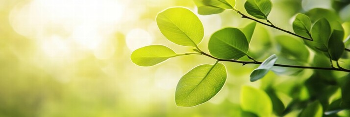 Aufkleber - Sunlight filtering through lush green leaves in a tranquil forest setting. Generative AI
