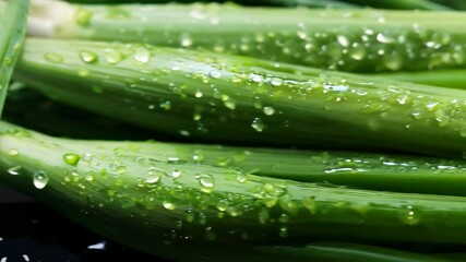 Wall Mural - Fresh green onions glistening with water droplets