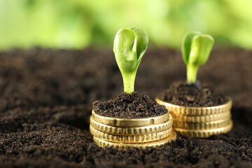 Wall Mural - Stacks of coins with green plants on soil against blurred background, closeup and space for text. Money growth concept