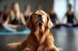 © The Little Hut - Golden Retriever's Zen Moment with People Meditating in Background : Generative AI