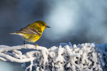 Wall Mural - A pine warbler perched on a snow-covered tree branch